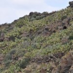 cactus cliff